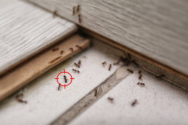Best Pest Removal Services  in Lorenzo, TX