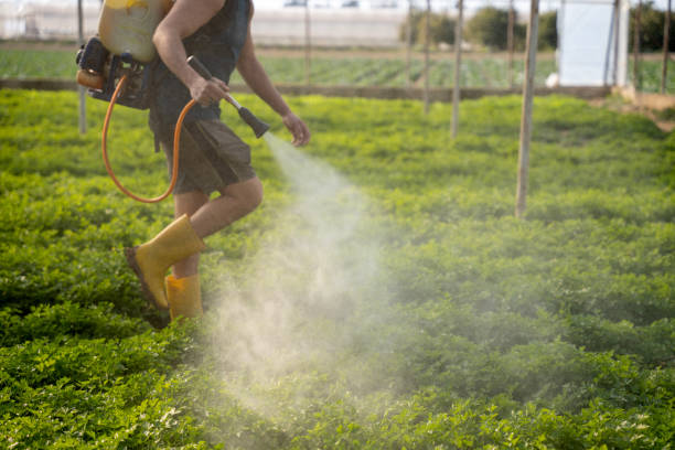 Best Mosquito Control Services  in Lorenzo, TX