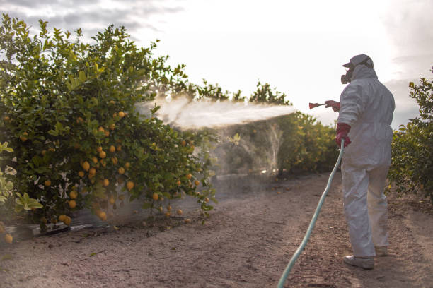 Insect Control in Lorenzo, TX