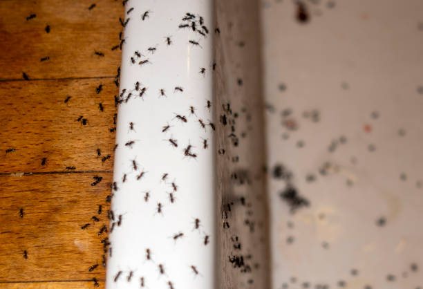 Best Pest Control for Restaurants  in Lorenzo, TX